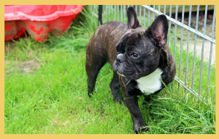 Französische Bulldoggen Zucht Heinsberg Ratheimer Busch