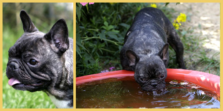 Birgits Bullys - Französische Bulldoggen vom Ratheimer Busch, Nordrhein-Westfalen, Heinsberg