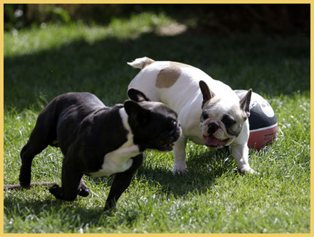 Französische Bulldoggen vom Ratheimer Busch