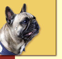 Französische Bulldoggen vom Ratheimer Busch - Heinsberg, Aachen, Düsseldorf - Welpenkauf, Vermittlung, Beratung