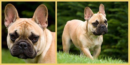 Bömmel - Französischer Bulldoggenrüde