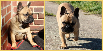 Vladimir - Französische Bulldoggen vom Ratheimer Busch - Rüde